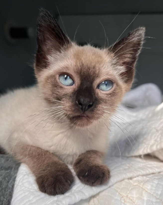 Two Tiny Kittens Found In Chicago Forest Struggling To Survive