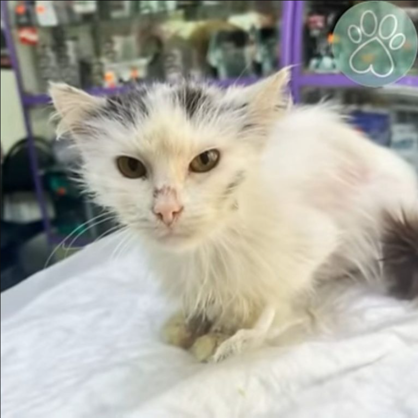 Stray Cat In A Desperate Condition Follows A Woman Begging To Be Adopted