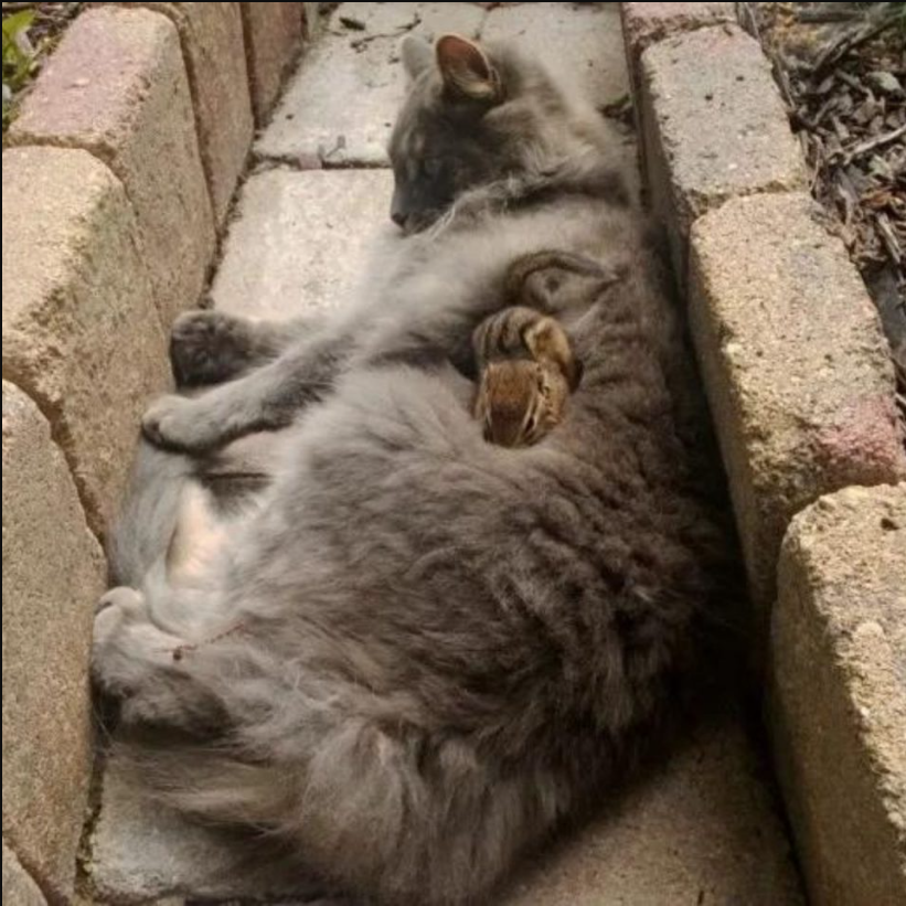 Cat Befriends A Chipmunk And Spends All Day Cuddling With It