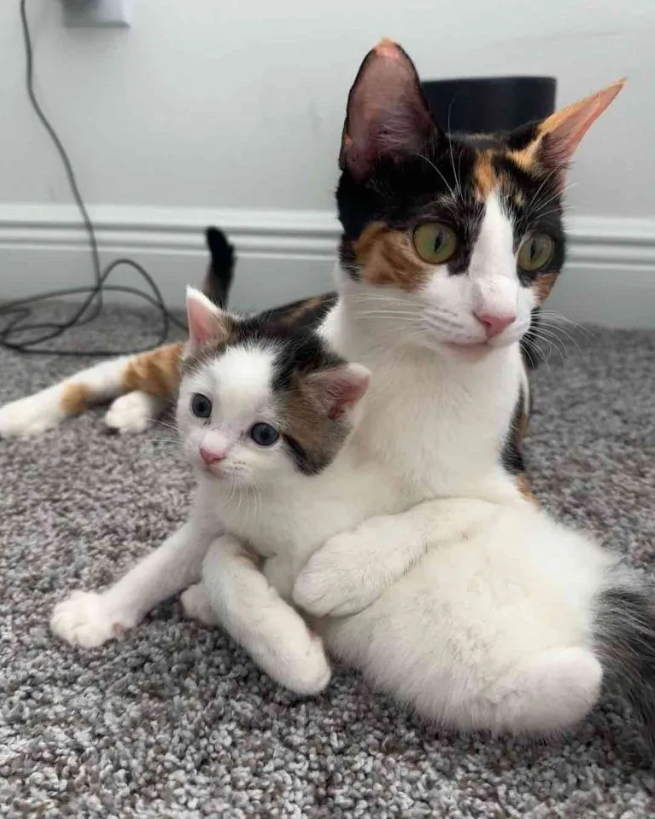 A Doting Cat mom Learns to Trust the Doctor and Embrace Love for her Kittens