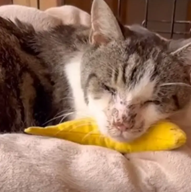 An Elderly Stray Cat Discovered in a Trash Can Eventually Finds Love and Has His Last Wish Granted