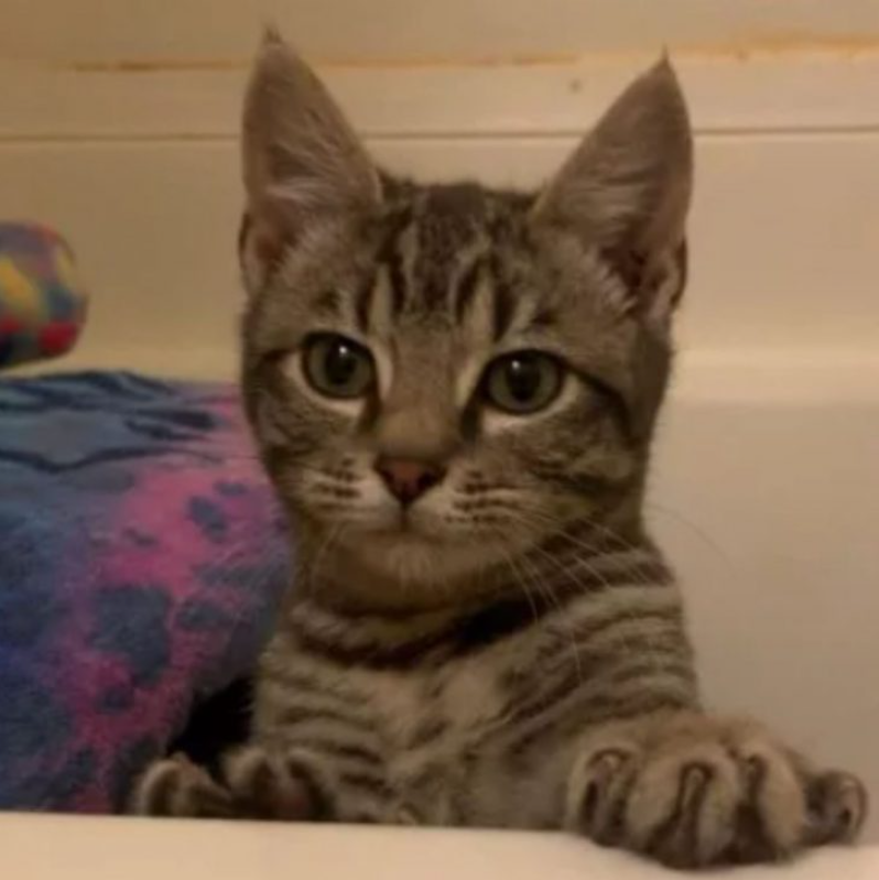 Texas Family Melts Hearts with Viral TikTok of Rescued Kitten