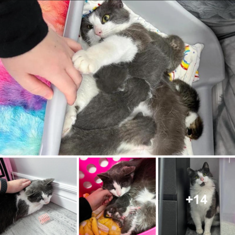 Cat Found Wandering on Snowy Roads is So Happy to Have Her Kittens Out of the Cold