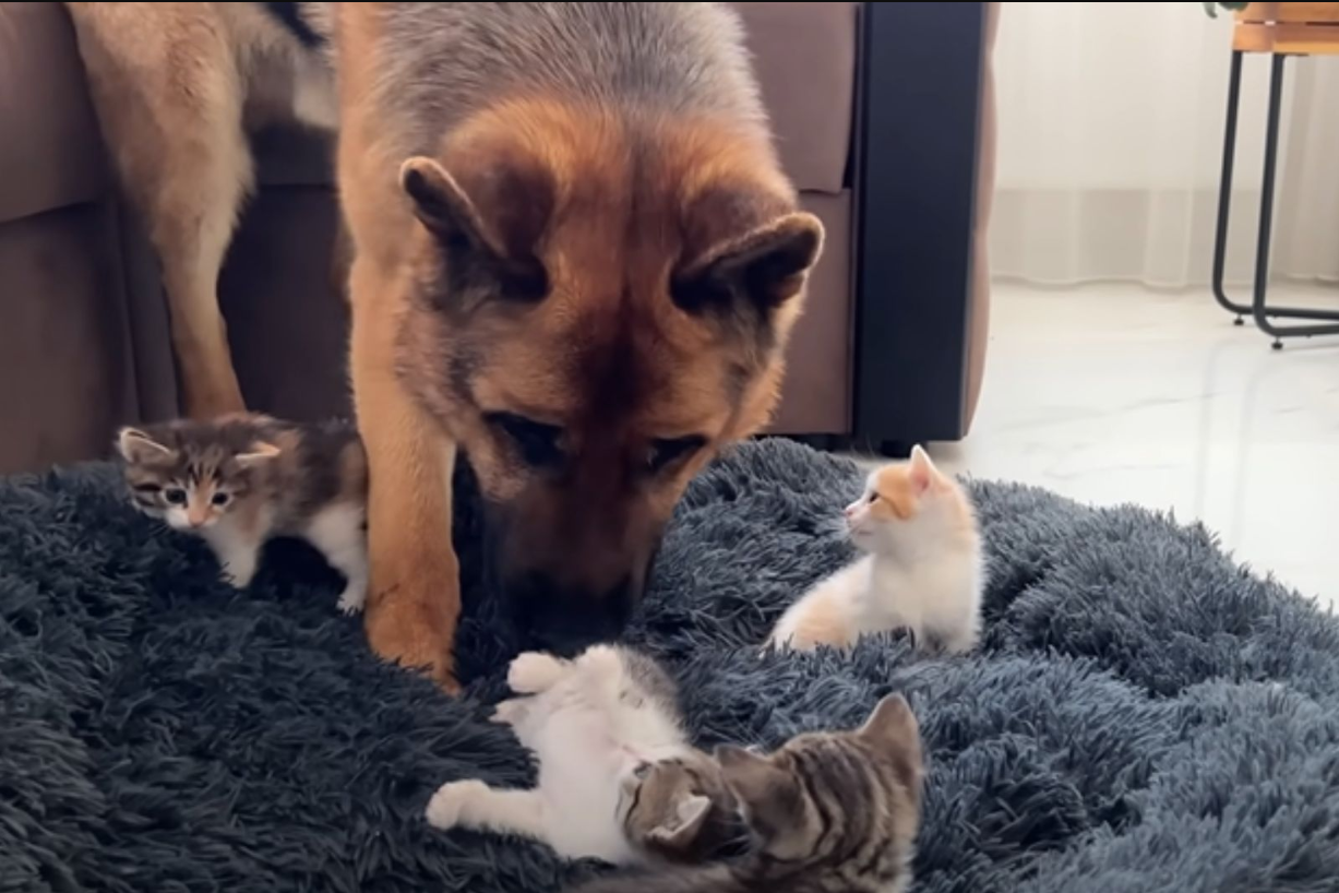 This Dog Doesn’t Know What To Do After Tiny Kittens Occupy His Big Bed