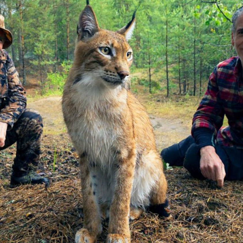 A Lynx Beauty Saved From Cage Life Finally Gets To Experience What It’s Like To Be A Mom