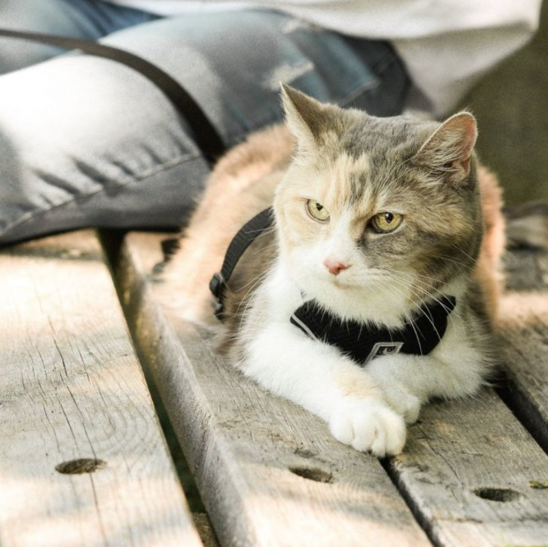 Watch How A Grumpy Old Cat Inspired Noble Cause, Proving That Life Has Value At Any Age