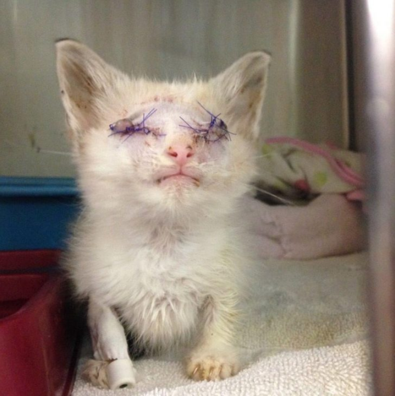 Kitten Who Lost Both Eyes Navigates A New World Thanks To Kind People