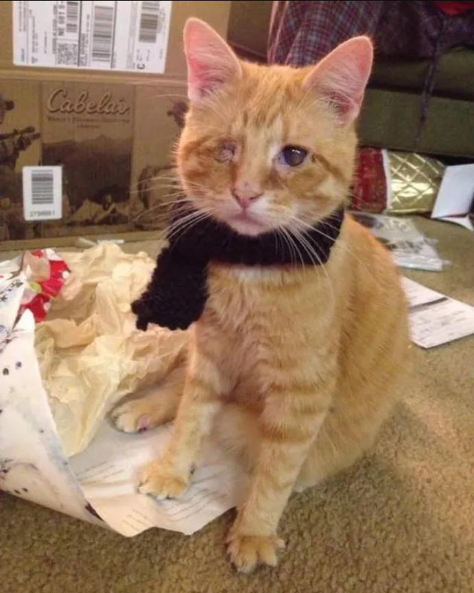 Rescued Feline Finds a New Home and Heartwarming Love