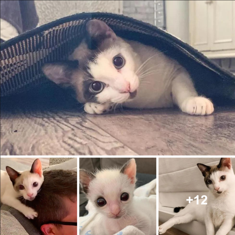 Huge-eyed but underweight kitten grows into gorgeous cat and clings to family that rescued his life.