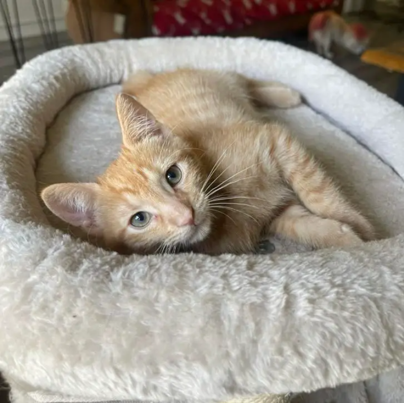 The Ginger Kitten Who Drank from the Dog Bowl: Hashbrown’s Unforgettable Story