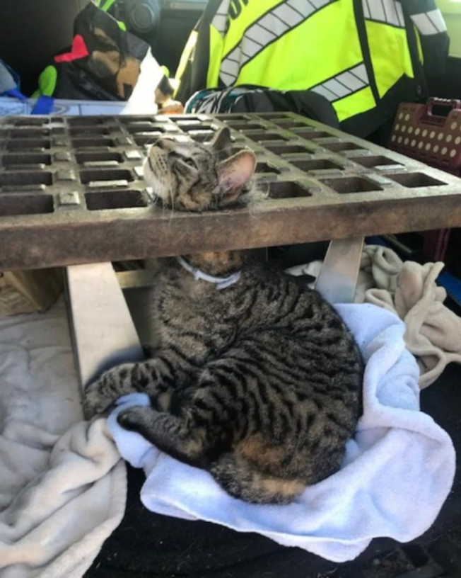 Massachusetts Mischievous Cat Rescued After Getting His Head Stuck In An Iron Storm Drain Cover