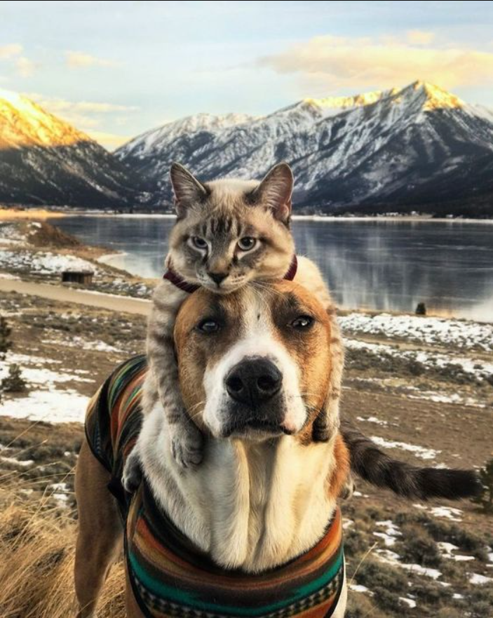 The Quirky Bond: A Cat’s Fondness for Perching on a Beagle’s Head