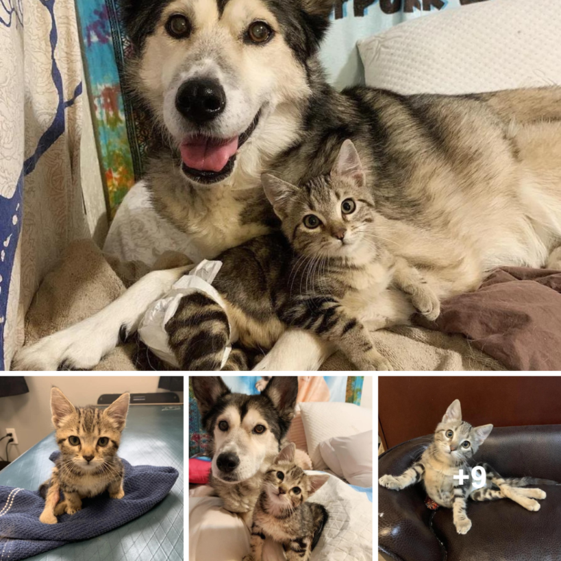 Cat found outside scoots over to pet dog and gives her a gentle rub.