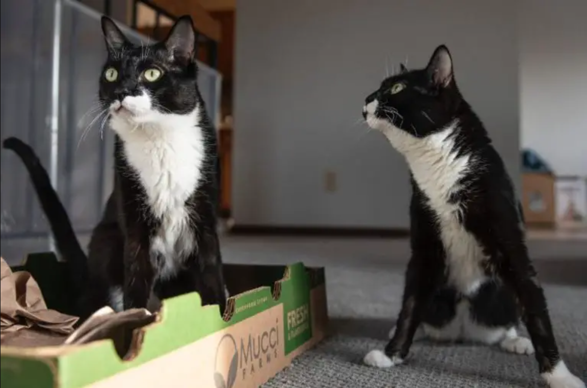 Meet the Wobbly Tuxie Trio: They’ll Steal Your Heart with Their Wiggles!