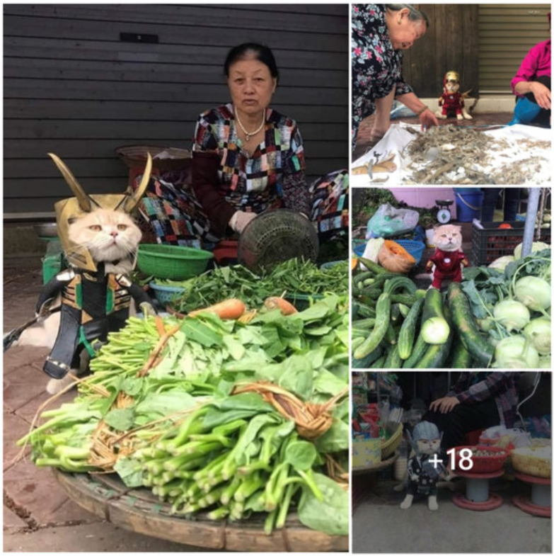 Feline Superhero Saga: Cat Transforms, Takes on Market Stall, Sells Vegetables