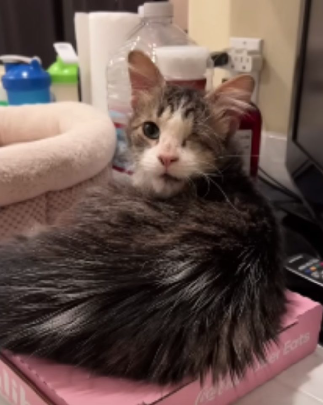 This Cat’s Owner Gave Him Up To A Rescue Organization Hoping He Would Find A Better Home