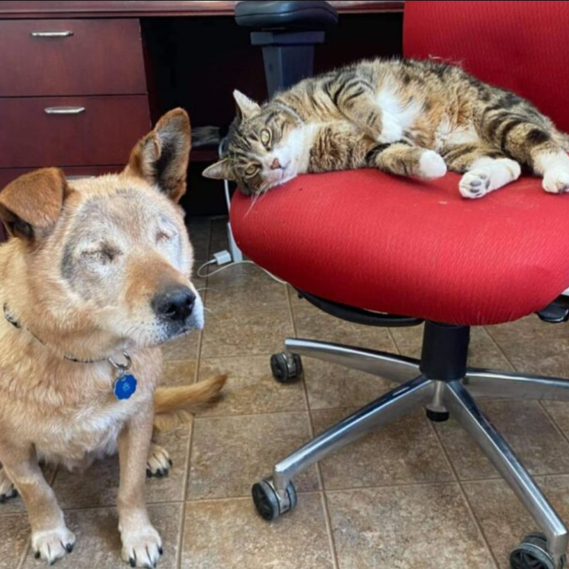 Cat Befriends A Blind Dog And Leads Him To Their Forever Home