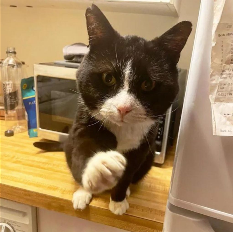 Sweet Tuxedo Cat Holds Onto A Man Who Helped Him And Won’t Let Go