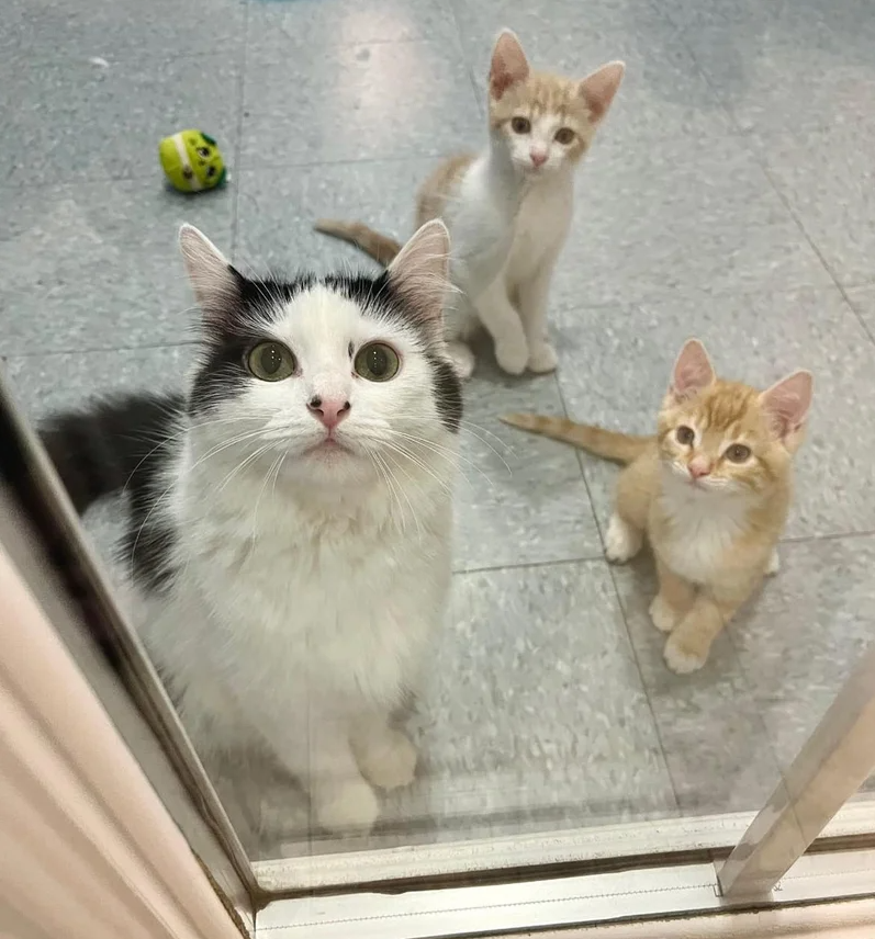 Cat Waits 99 Days to Get Her Wish While Caring for Her Own Kittens and Helping Nine Others