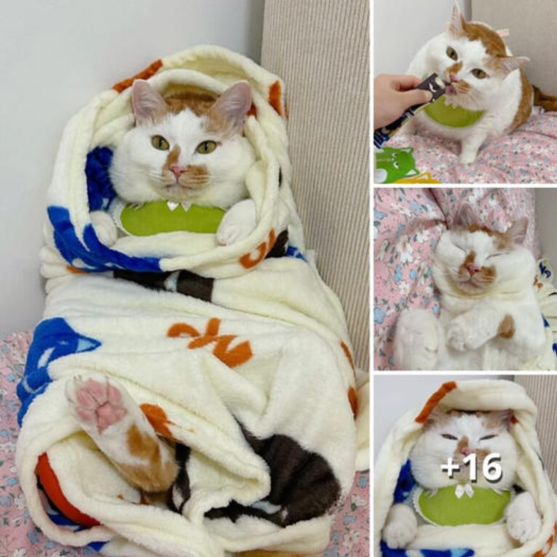 Meet Milana, the cat who has the habit of wrapping herself in a blanket like a baby