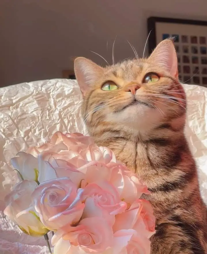 Introducing Cloud, the cat who loves flowers.