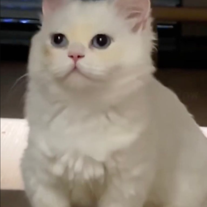 This Scared And Wounded Kitten Transformed Into A Gorgeous Fluffball