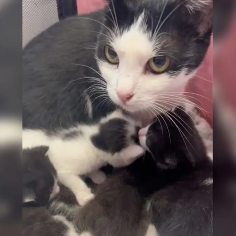 A Heartwarming Rescue Story of a Mama Cat and Her Adopted Kittens