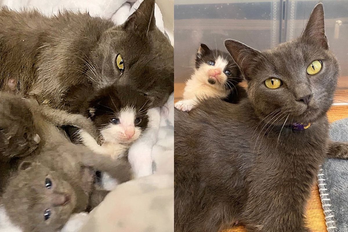 Cat is Relieved When a Dog Offers to Help Care for Her Six Kittens After They Arrive from Shelter