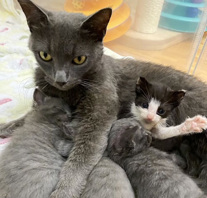 cat nursing kittens