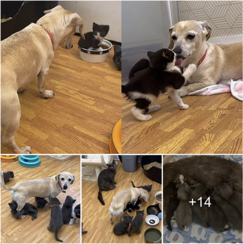 When a dog offers to help care for a cat’s six kittens after they arrive from the shelter