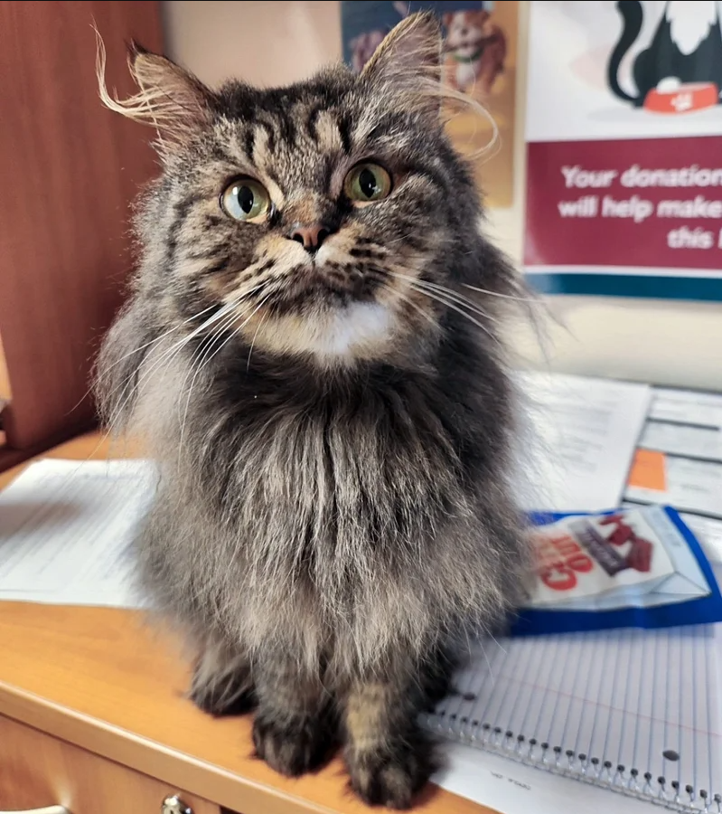 Shelter Cat Doesn’t Know How to Open Up, Hiding Away, Until She Joins Staff in Office and Totally Blossoms