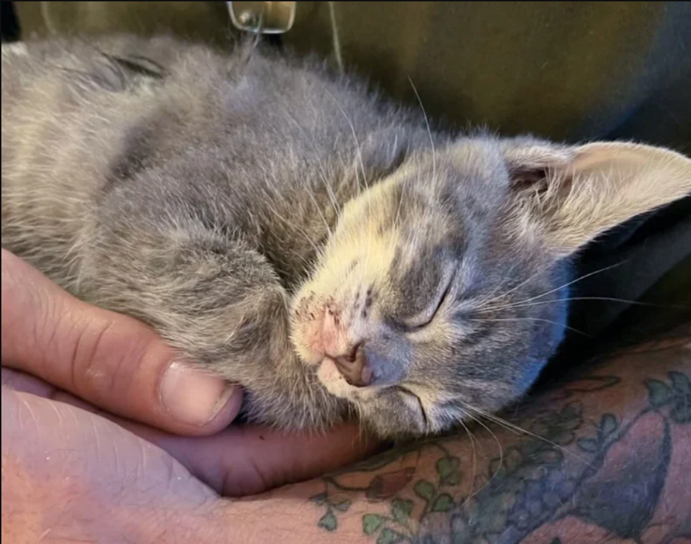 Kitten Spotted Jumping from Car by Person in the Right Place at the Right Time, He Felt at Ease When Held