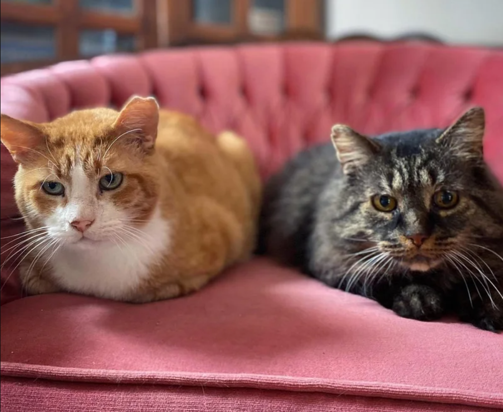 Two Stray Cats Have Been with Each Other for Years Finally Experience Home Together for the First Time