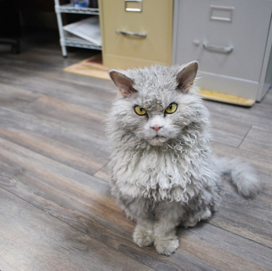 Introducing Albert: The Moody Sheep-Cat with a Sassy Stare