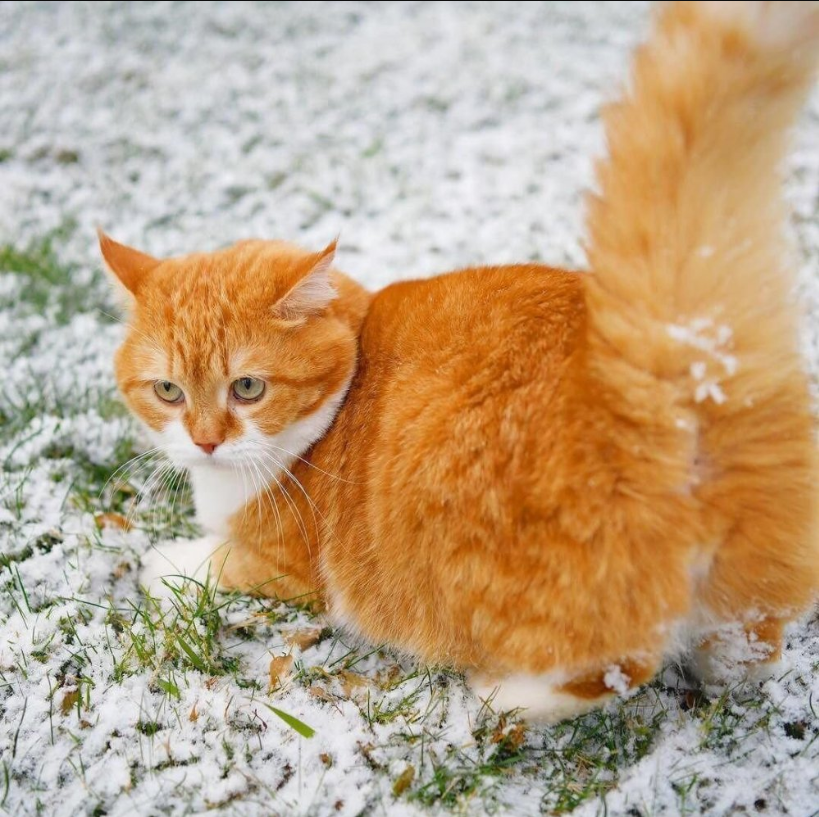 Snow-Loving Chonk: Delightful Photos of a Happy Russian Feline in Winter Wonderland