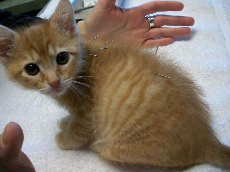 Paralyzed kitten getting acupuncture