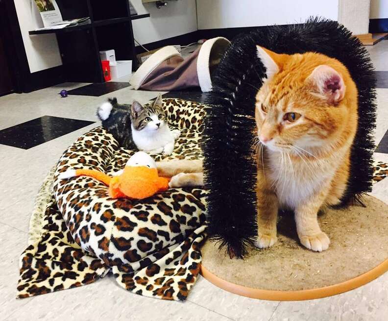 Two paralyzed cats, Jesse and Willie