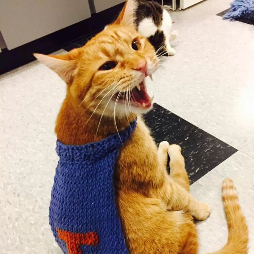 Disabled Cat Finds Love with a Kitten Who Shares His Struggle