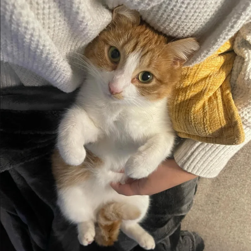 Stray Cat Climbs Up a Window and Decides It’s Time to Move in, Turns Out He is Sweetest Companion