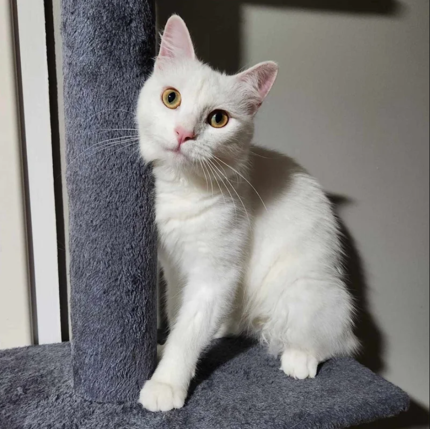 Cat Shows Up at a House Looking for Food, They Realize She’s Deaf with a Heart of Gold