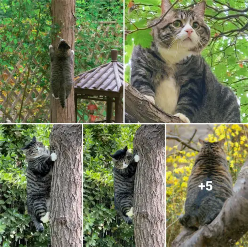 The cute pleading face of the cat hanging on a tree but not knowing how to come down.