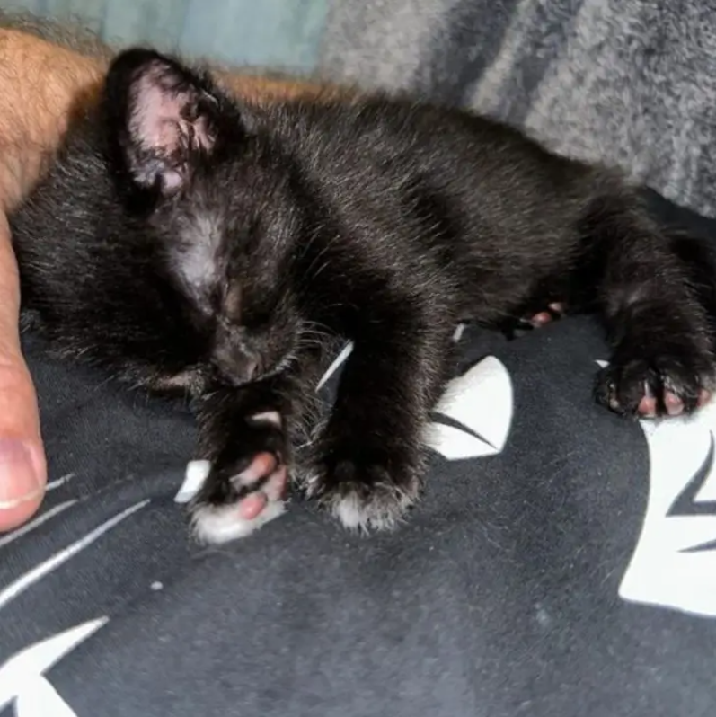 The Little Kitten Who Fought Back: Javie’s Journey From Abandoned to Adored