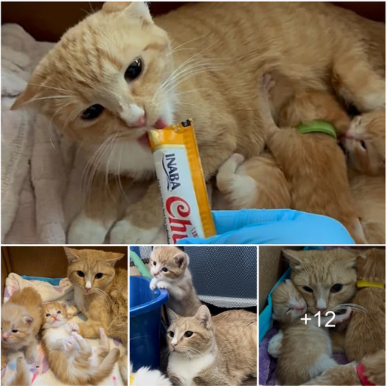 Eight weeks later, when she met a kind person who helped her kittens