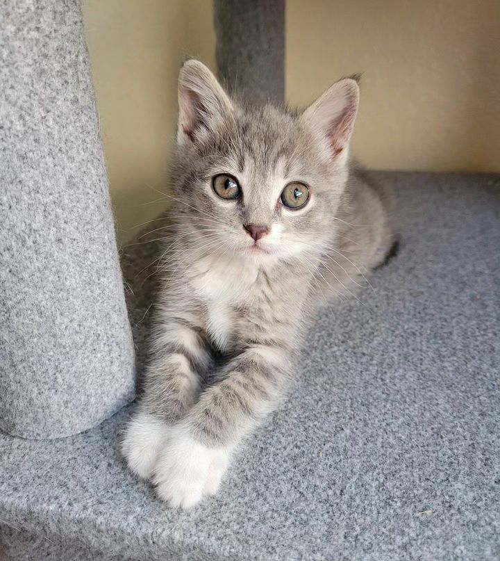 happy gray kitten