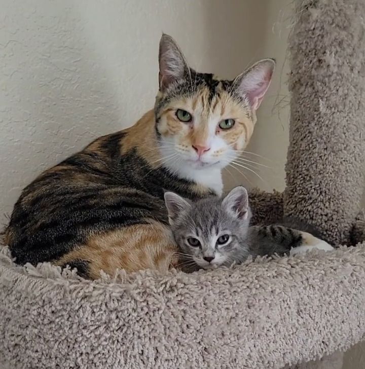 cat snuggling kitten