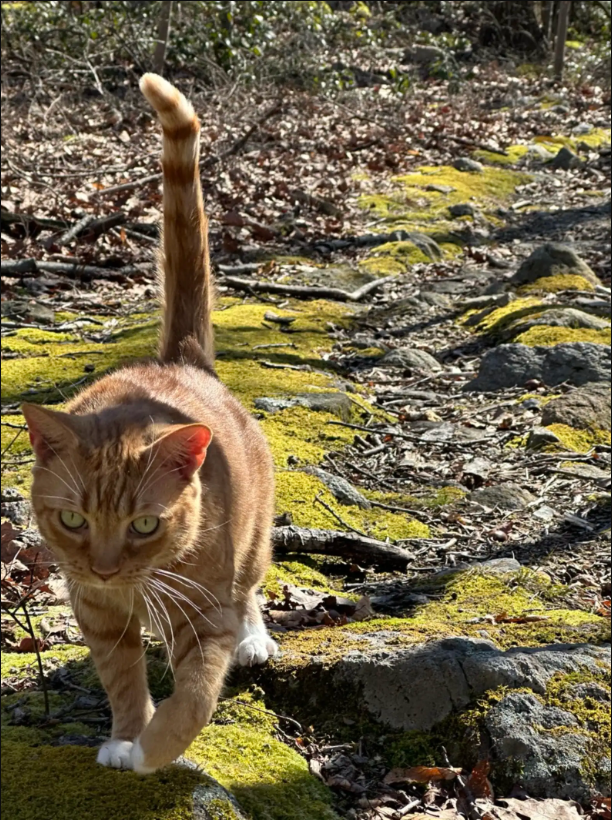 This Airbnb’s furry host is also your hiking guide!