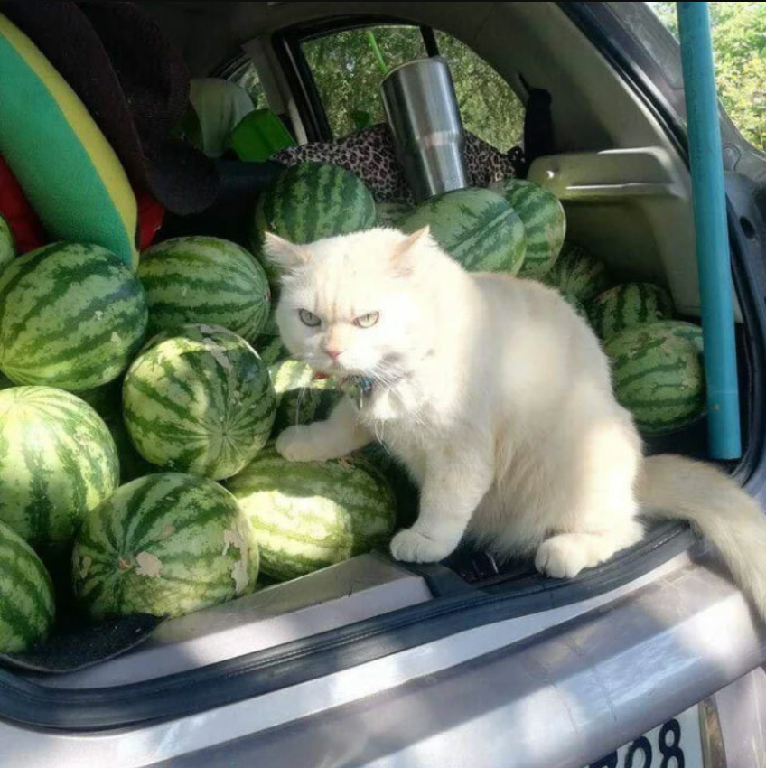 Feline’s Grumpy Resemblance to a Watermelon Creates Whimsical Charm