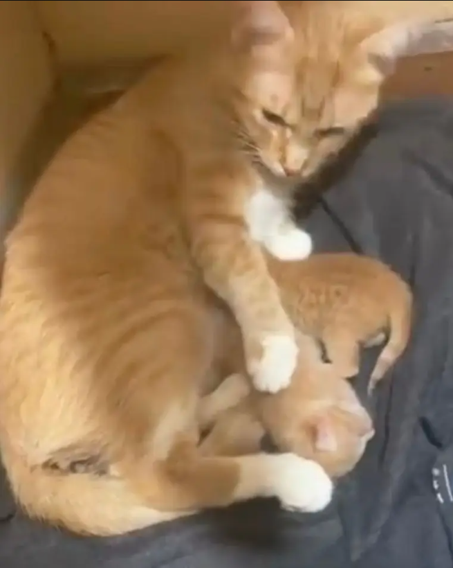 The Story of Two Mama Cats Who Found Comfort in Each Other: From Heartbreak to Hope