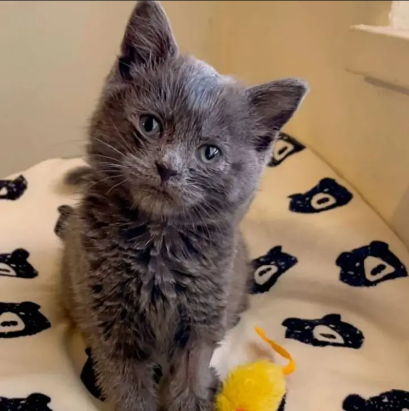 A Couple Finds & Rescue a Helpless Kitten After Following a Crying Sound Near Their Home