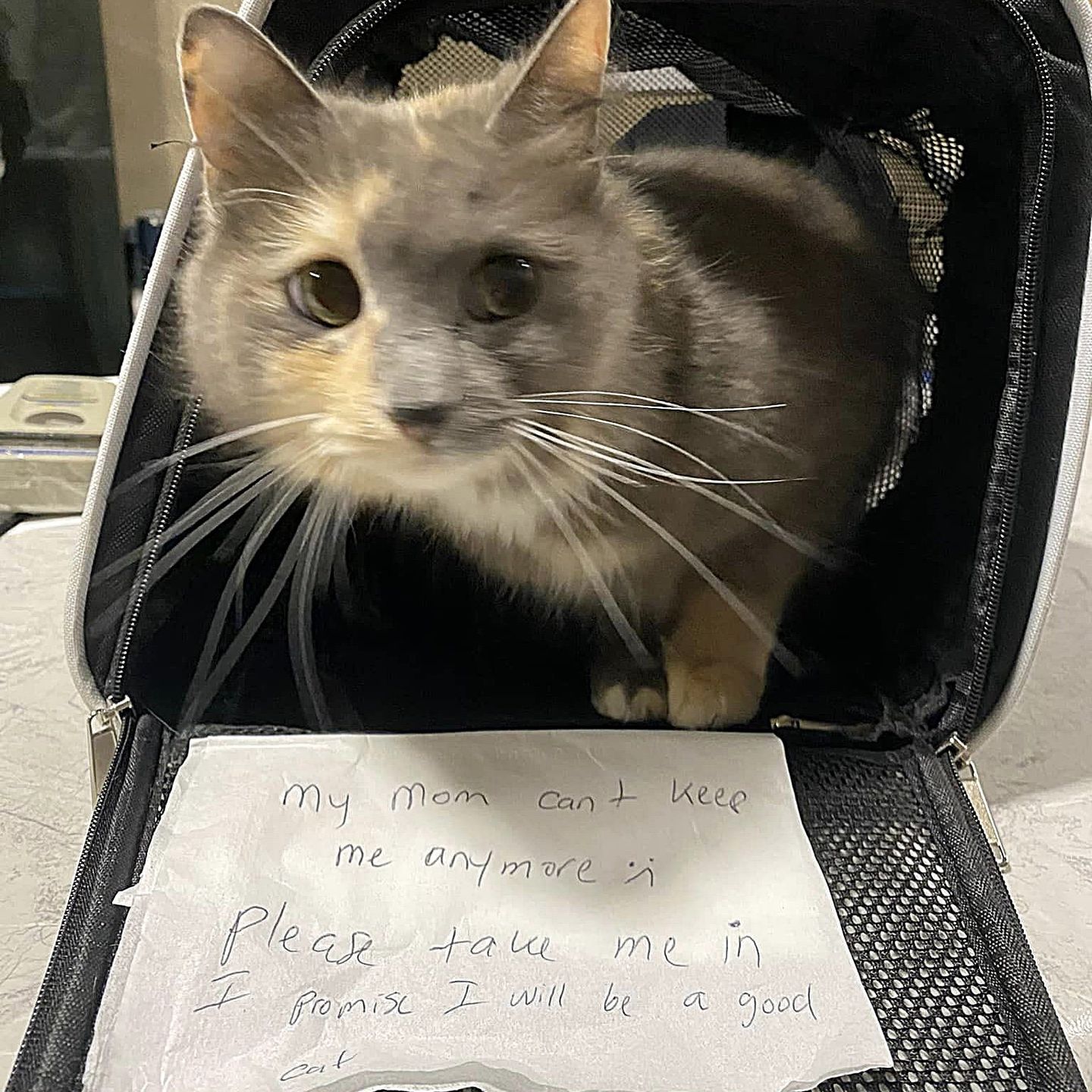 cat calico note shelter